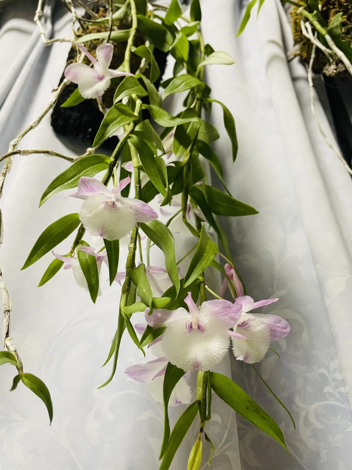 デンドロビューム　ピラルディ　花