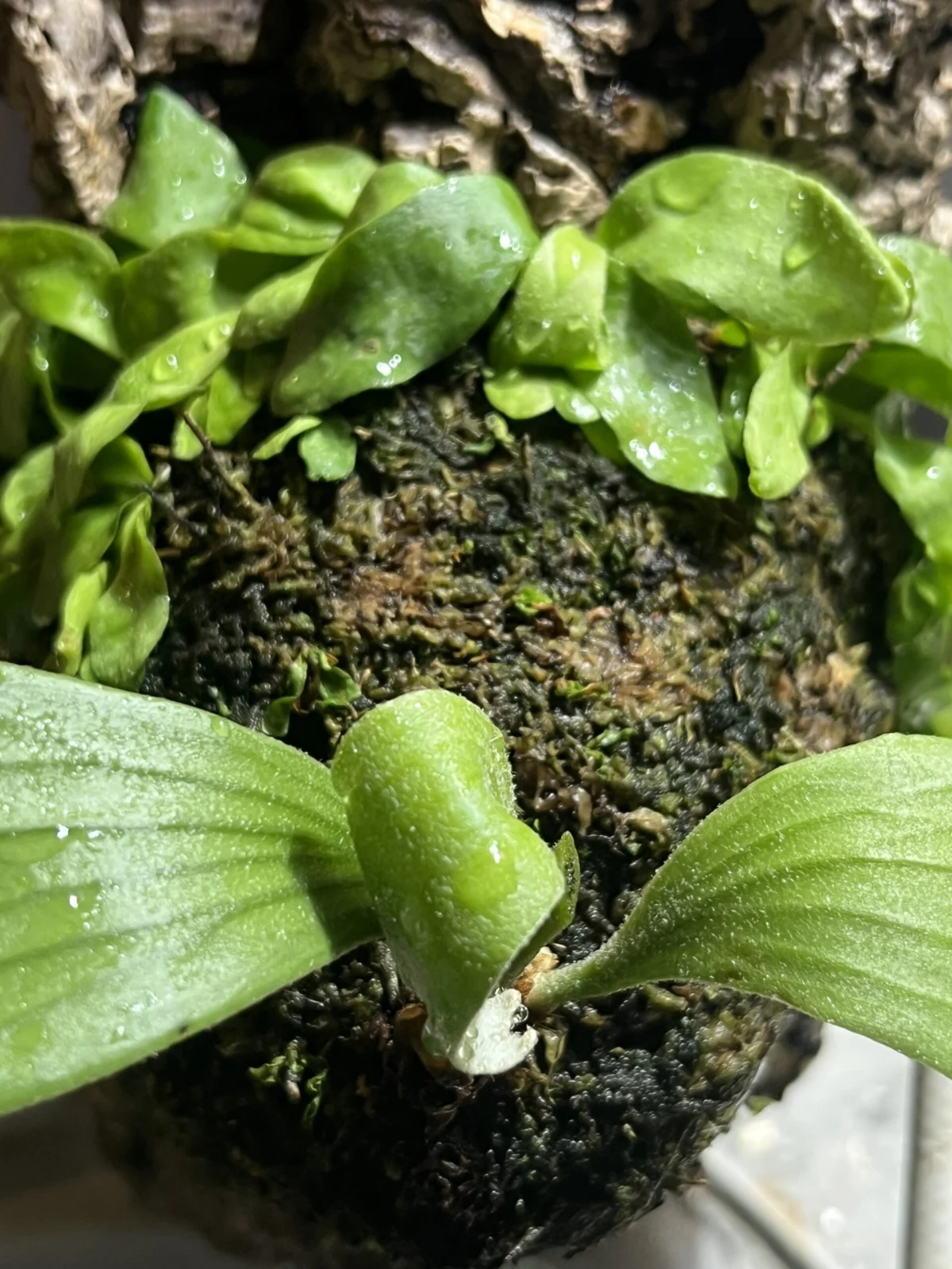 ビカクシダ　アルキコルネ