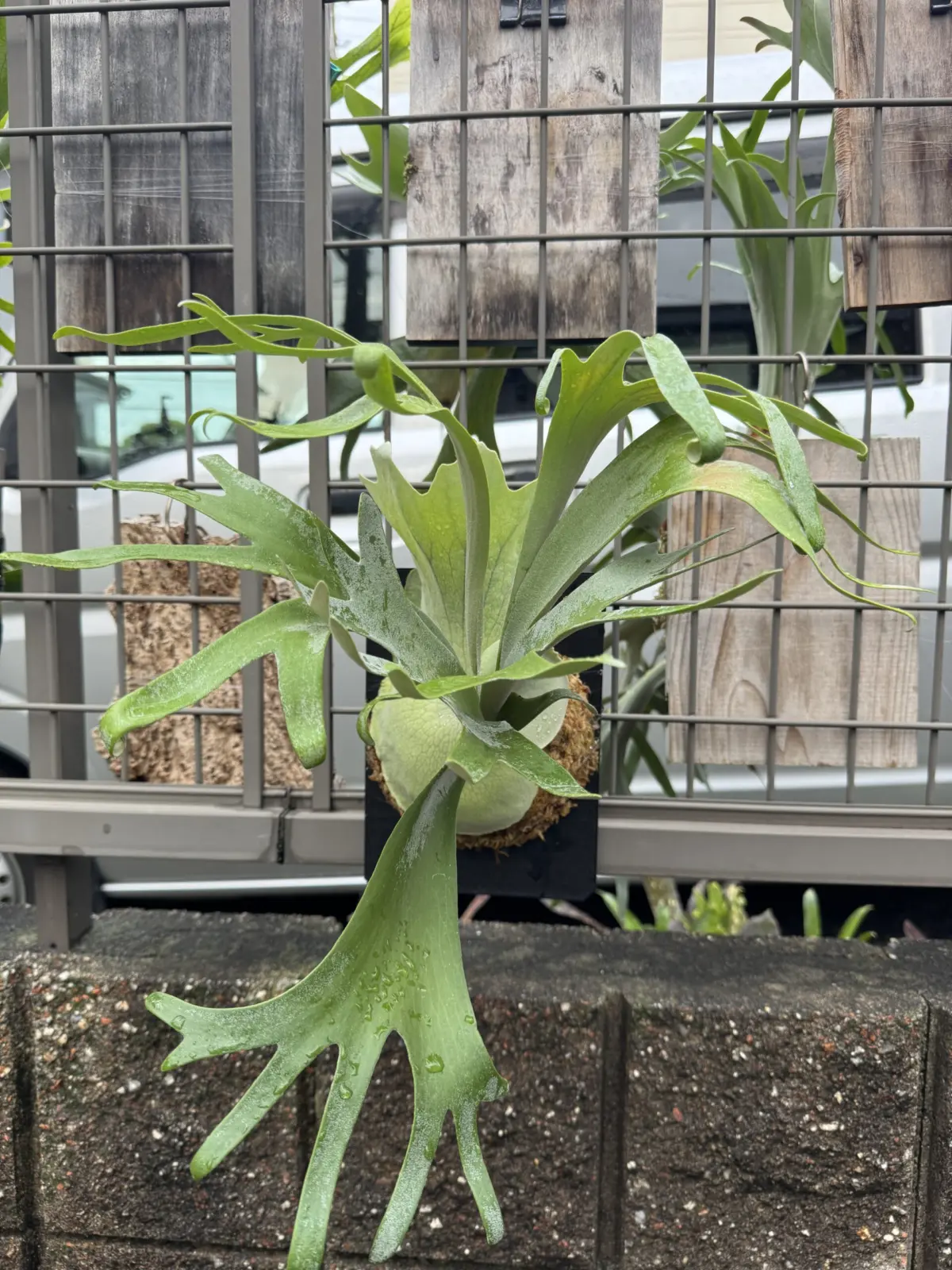 ビカクシダ　ペガサス