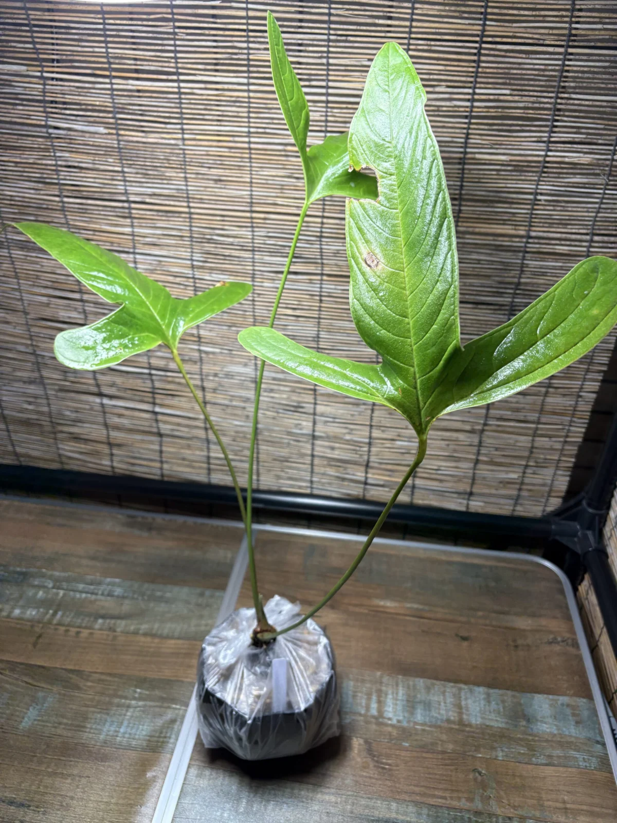 アンスリウム　フルカタム