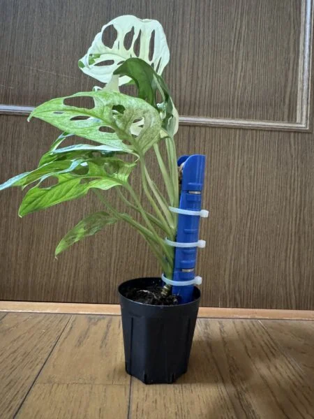 モンステラ アダンソニー バリエガーター