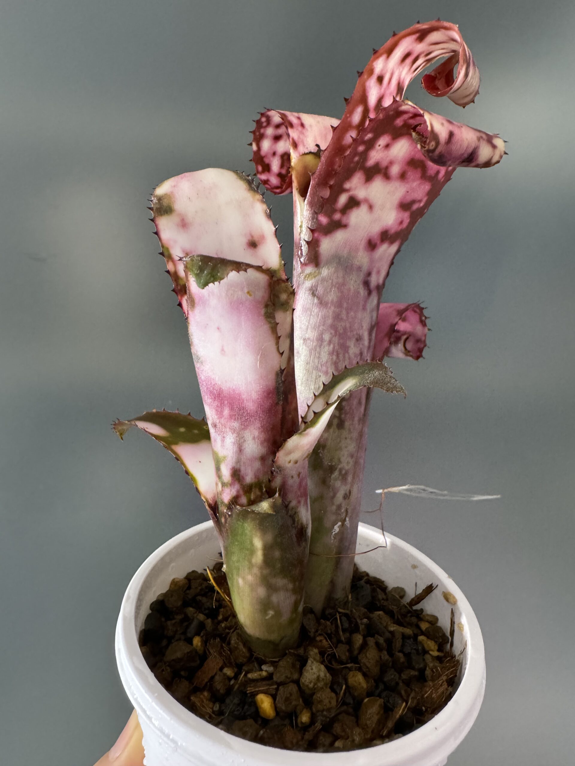 ビルベルギア　コールドフュージョン