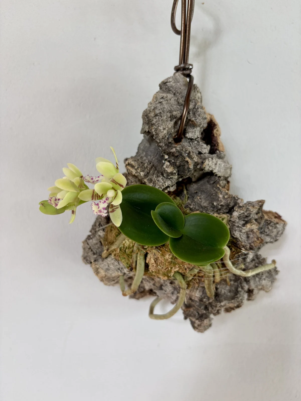 名護蘭　明丸　（みんまる）　開花