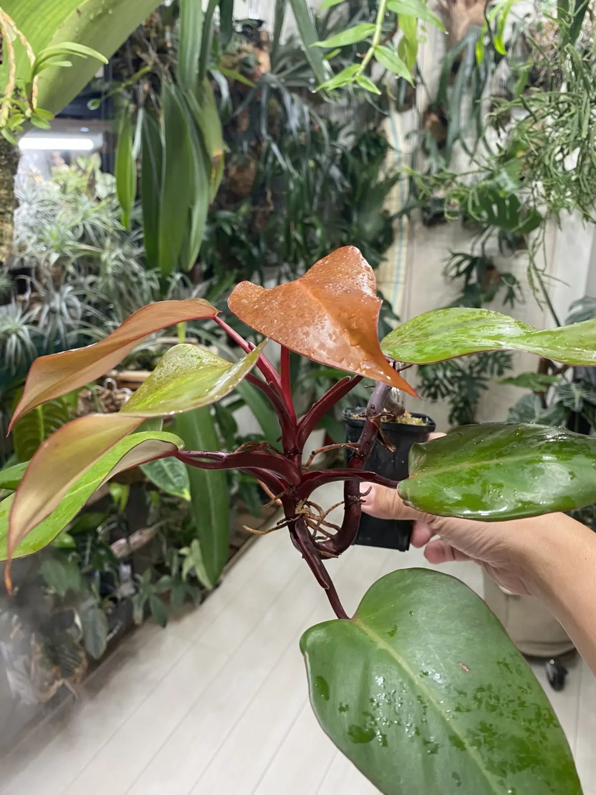 フィロデンドロン　カキイロプリンセス