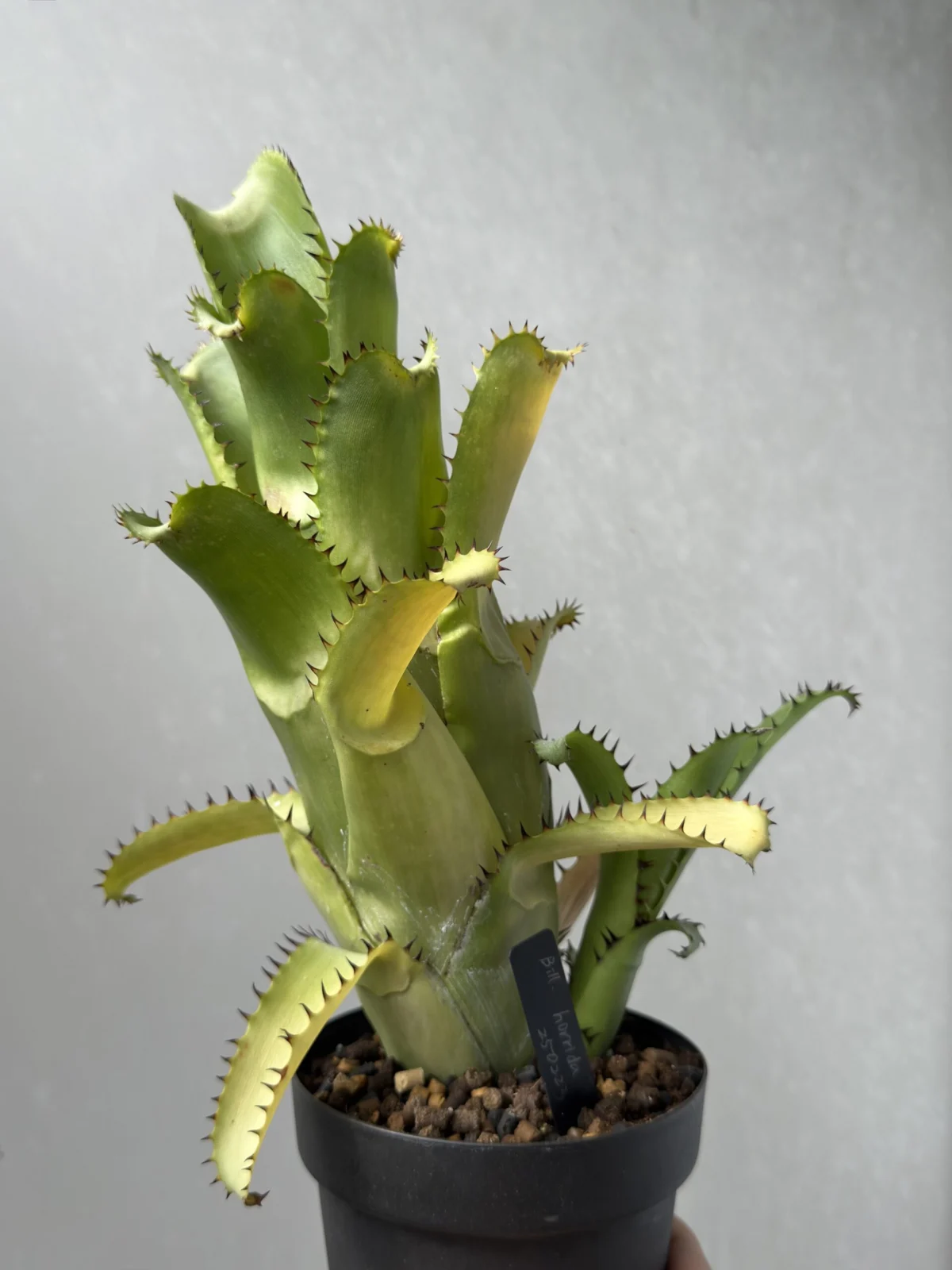 ビルベルギア ホリダ ビルベルギア ホリダ – Plants Navi