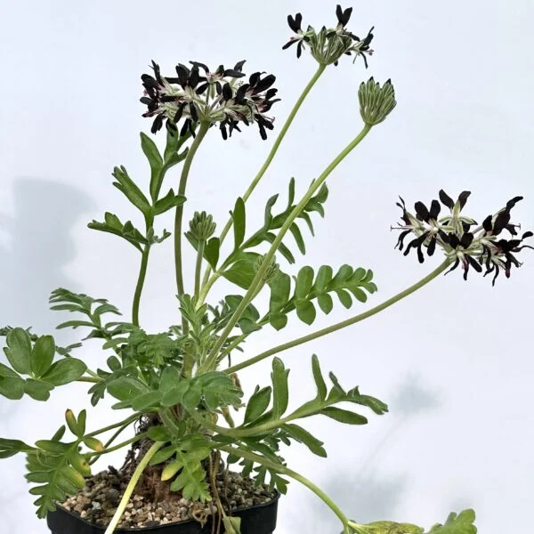 ペラルゴニウム　アウリツム　塊根植物