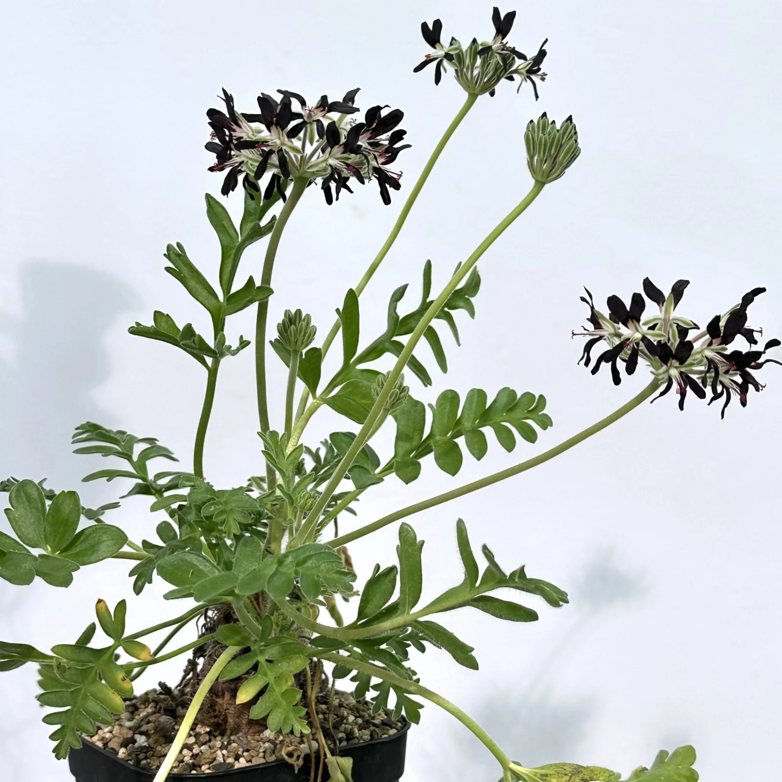 ペラルゴニウム　アウリツム　塊根植物