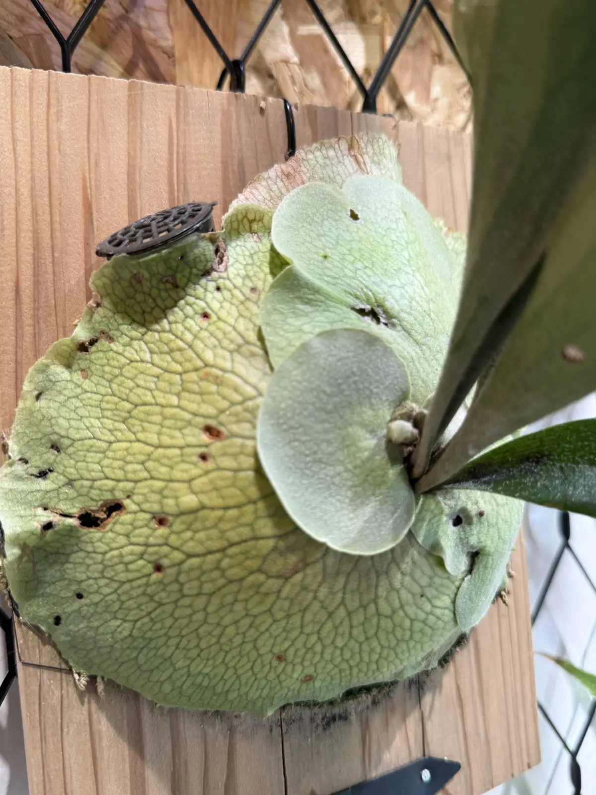 ビカクシダ　害虫