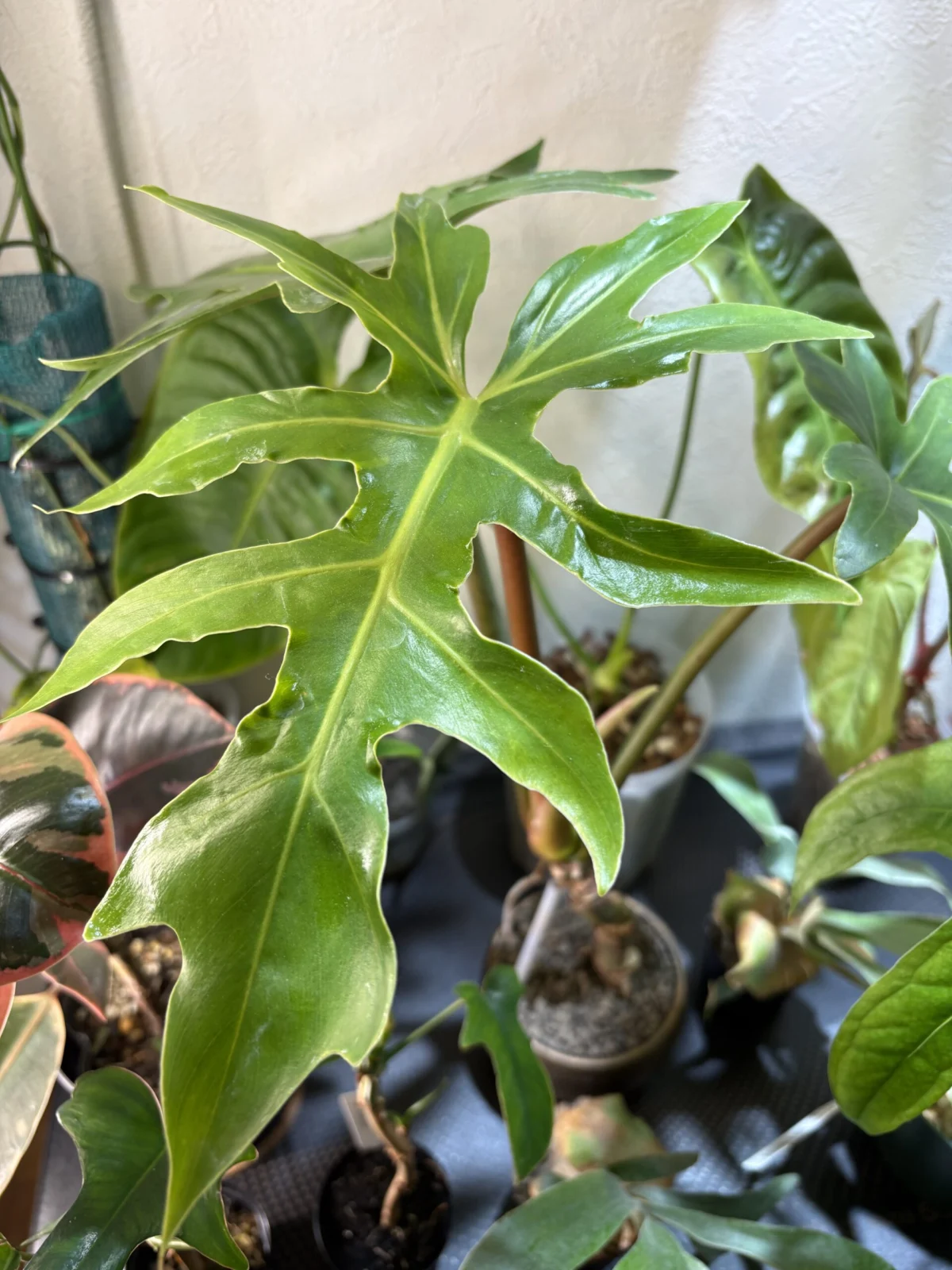 フィロデンドロン sp affポドフィラム