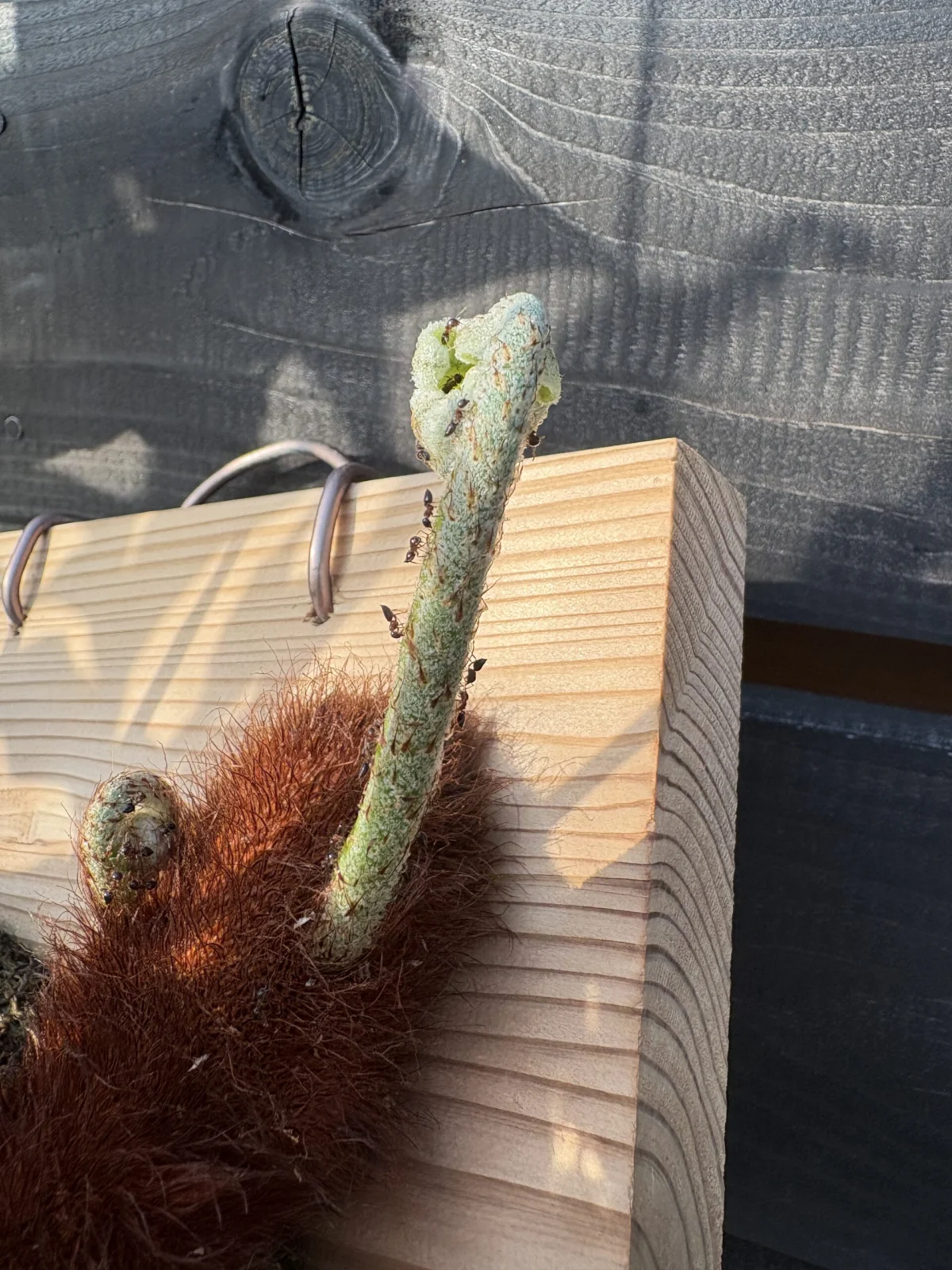 ドリナリア　クエルシフォリア　蟻