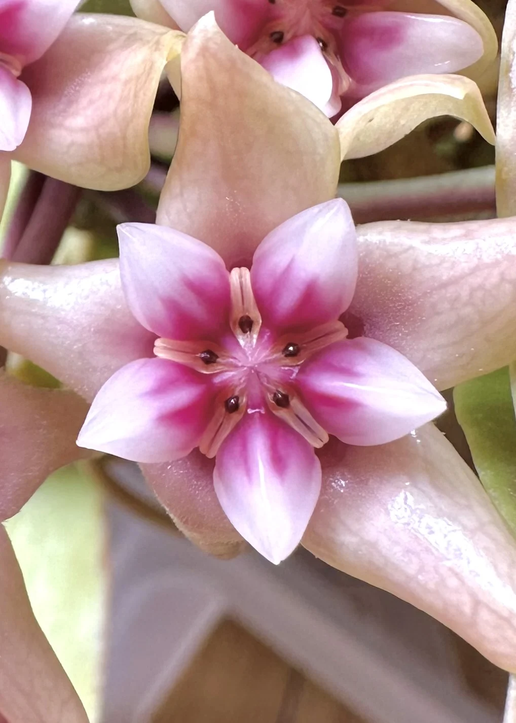 ホヤ　ダーウィニー　花