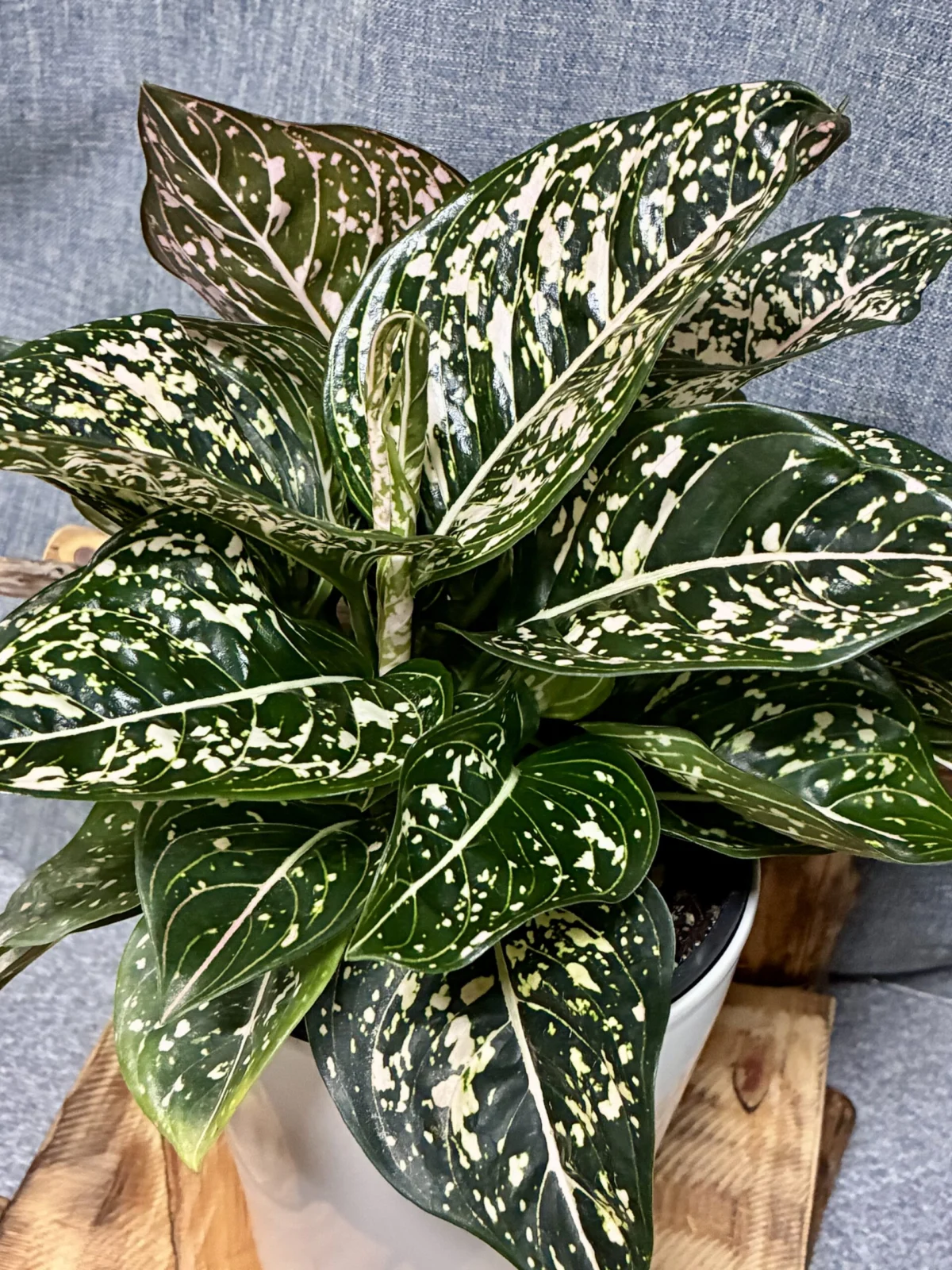 アグラオネマ トムズプライド