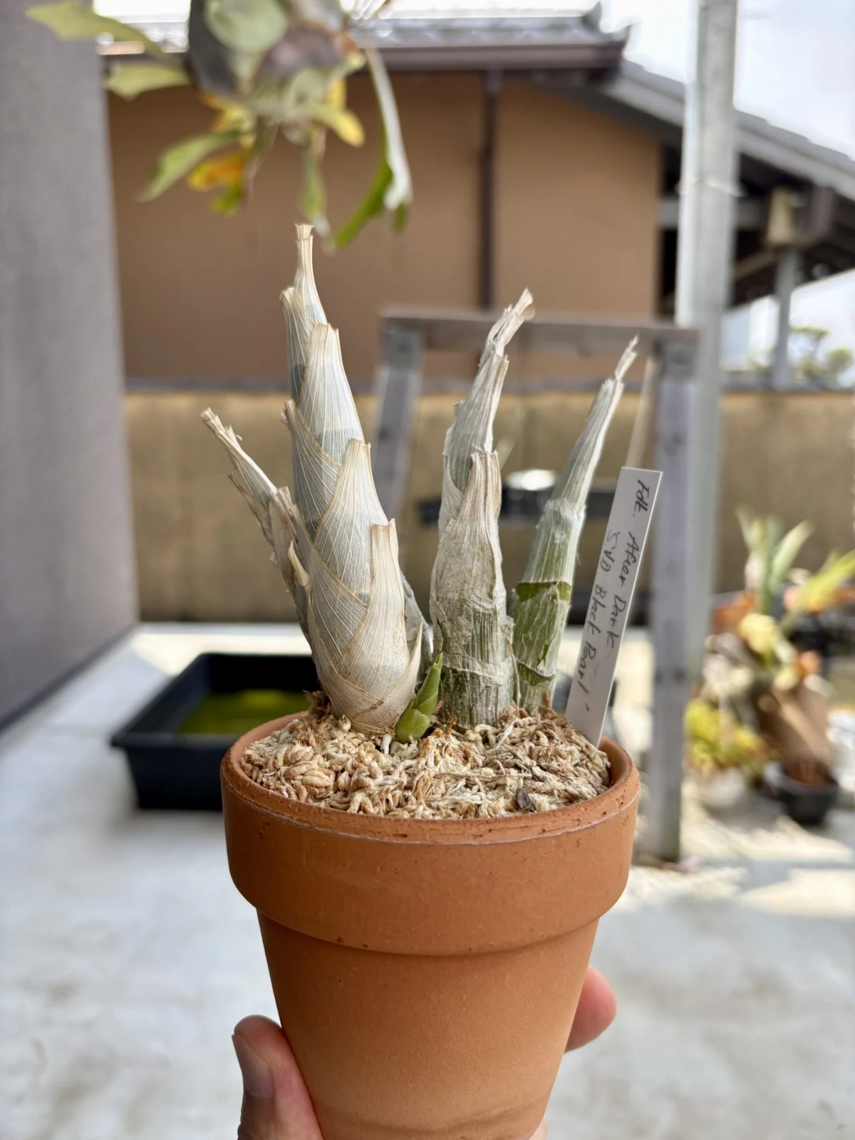 フレッドクラーケアラ アフターダーク SVO ブラックパール