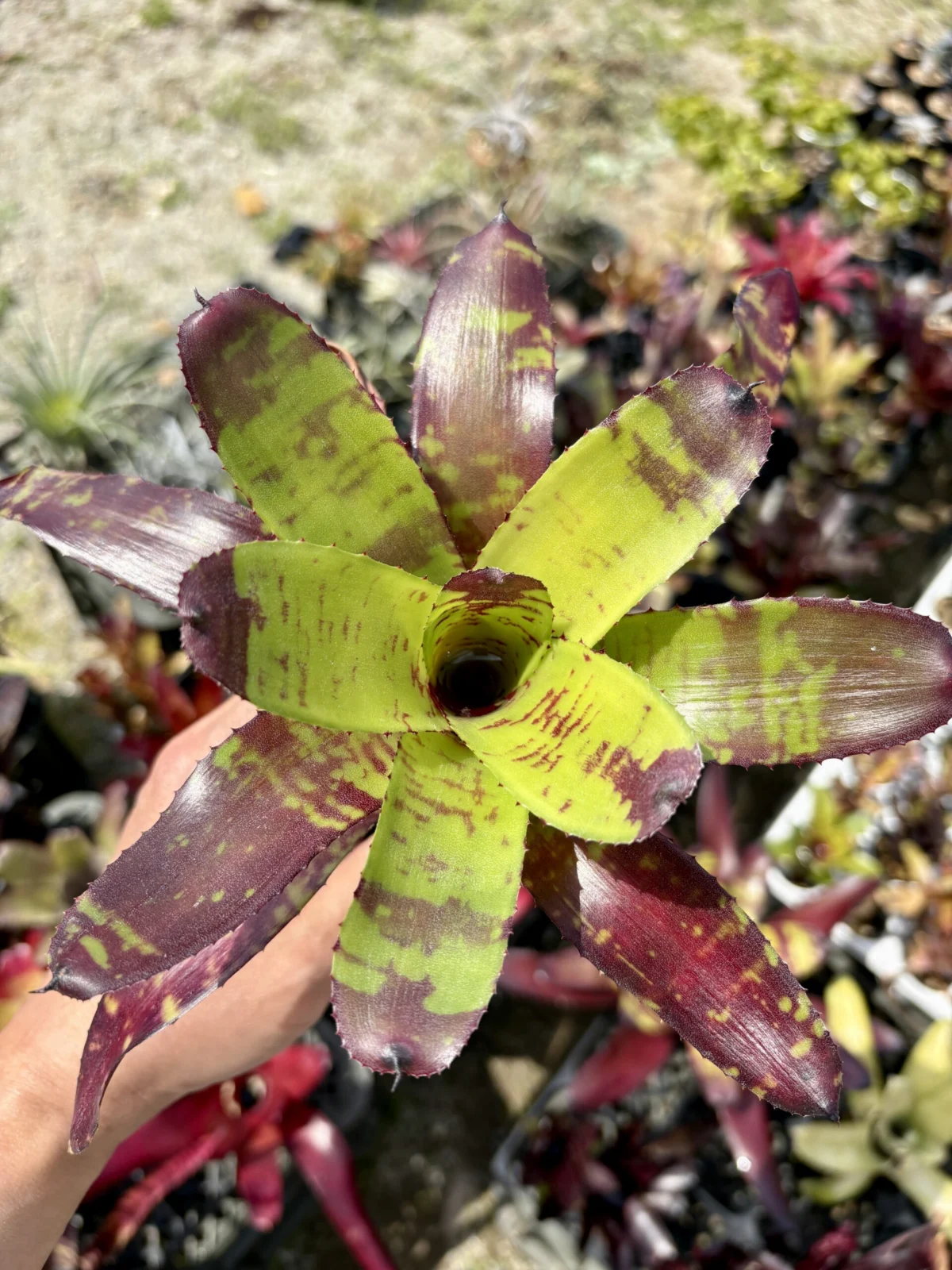 ネオレゲリア　バカルーバンザイ