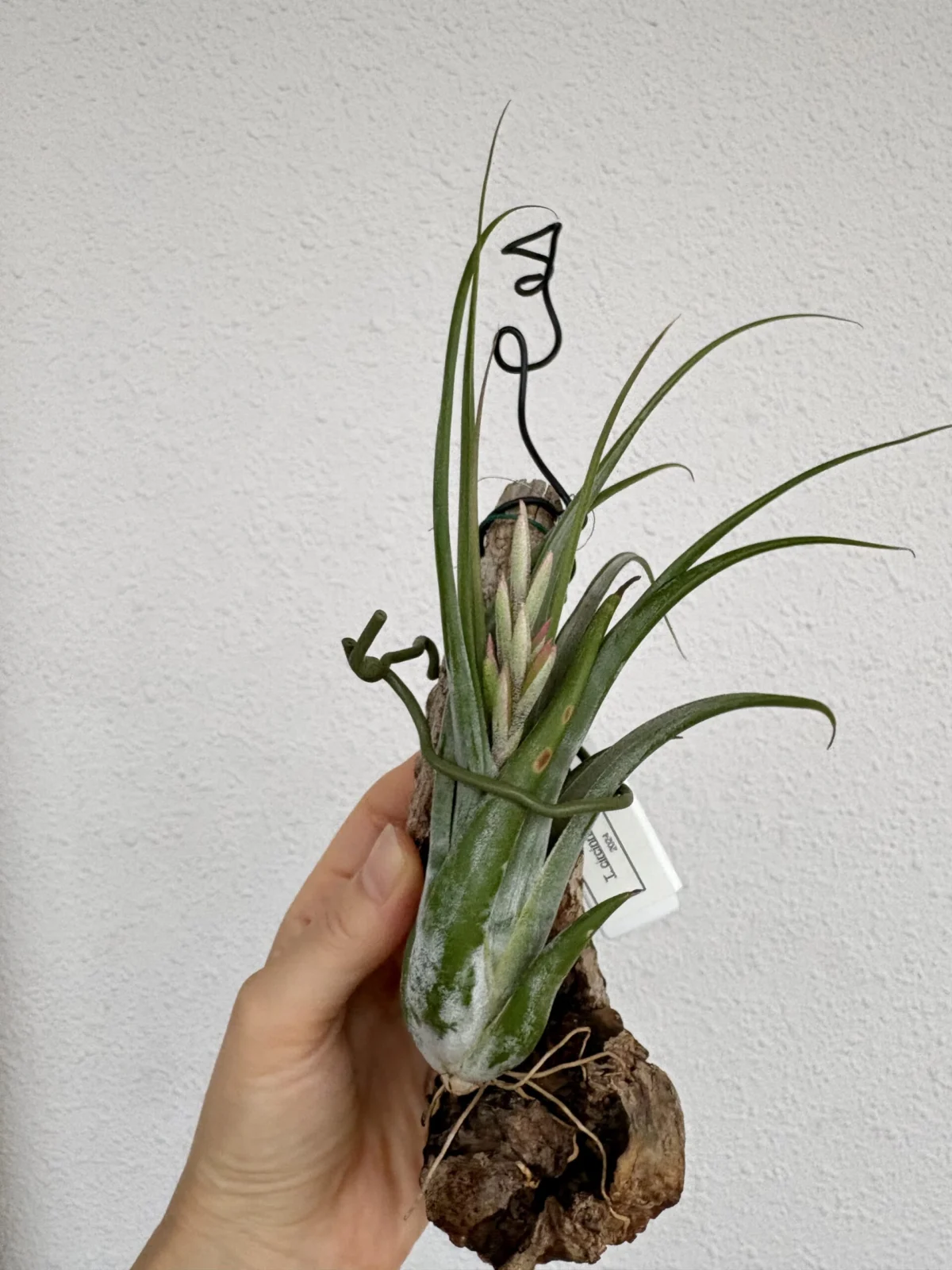 ティランジア　シルシナータ　花芽