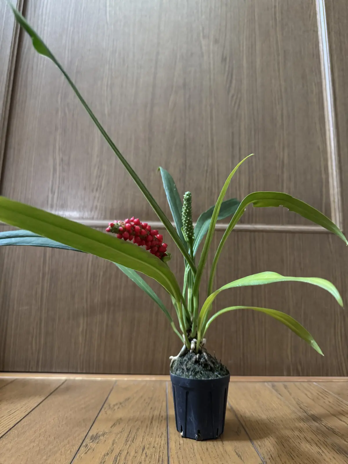 アンスリウム バーケリー