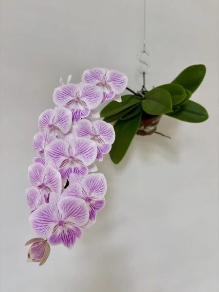 胡蝶蘭　カララ