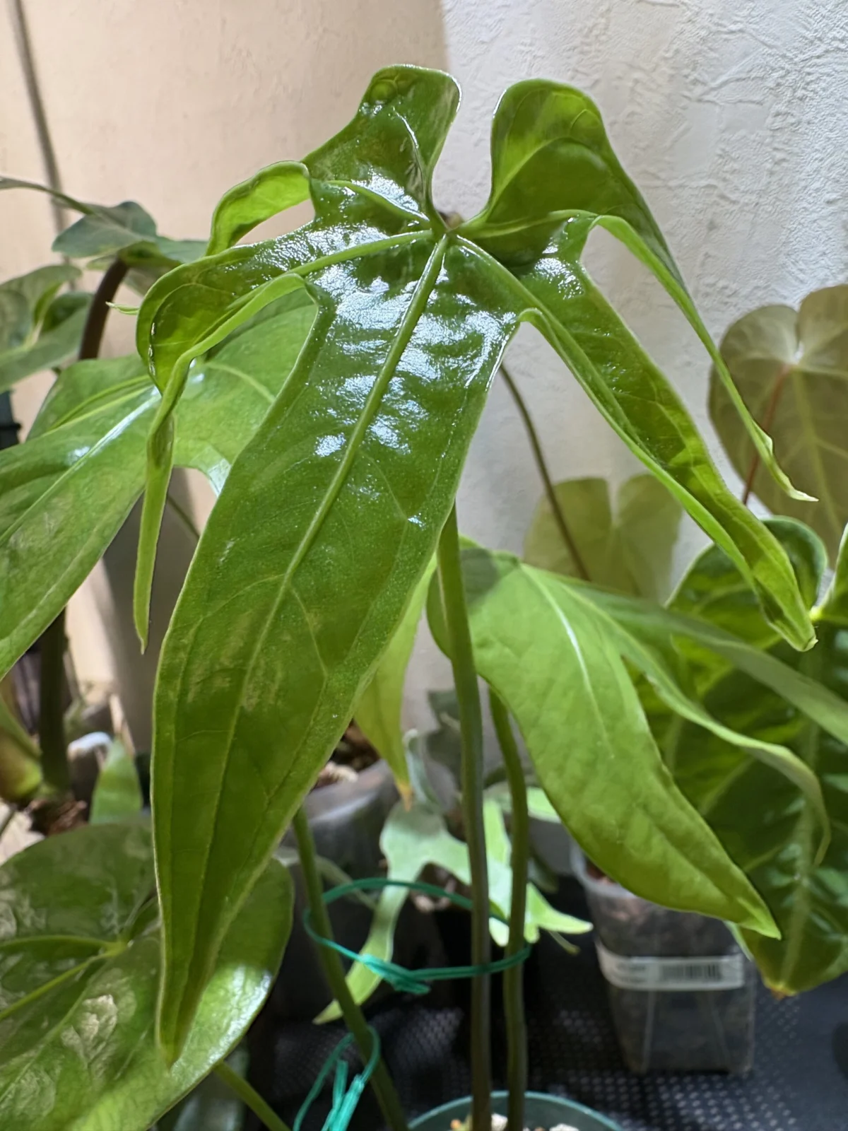 アンスリウム　ペダトラディアツム