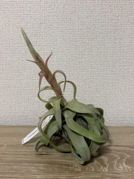 ティランジア　ストレプトフィラ　花序