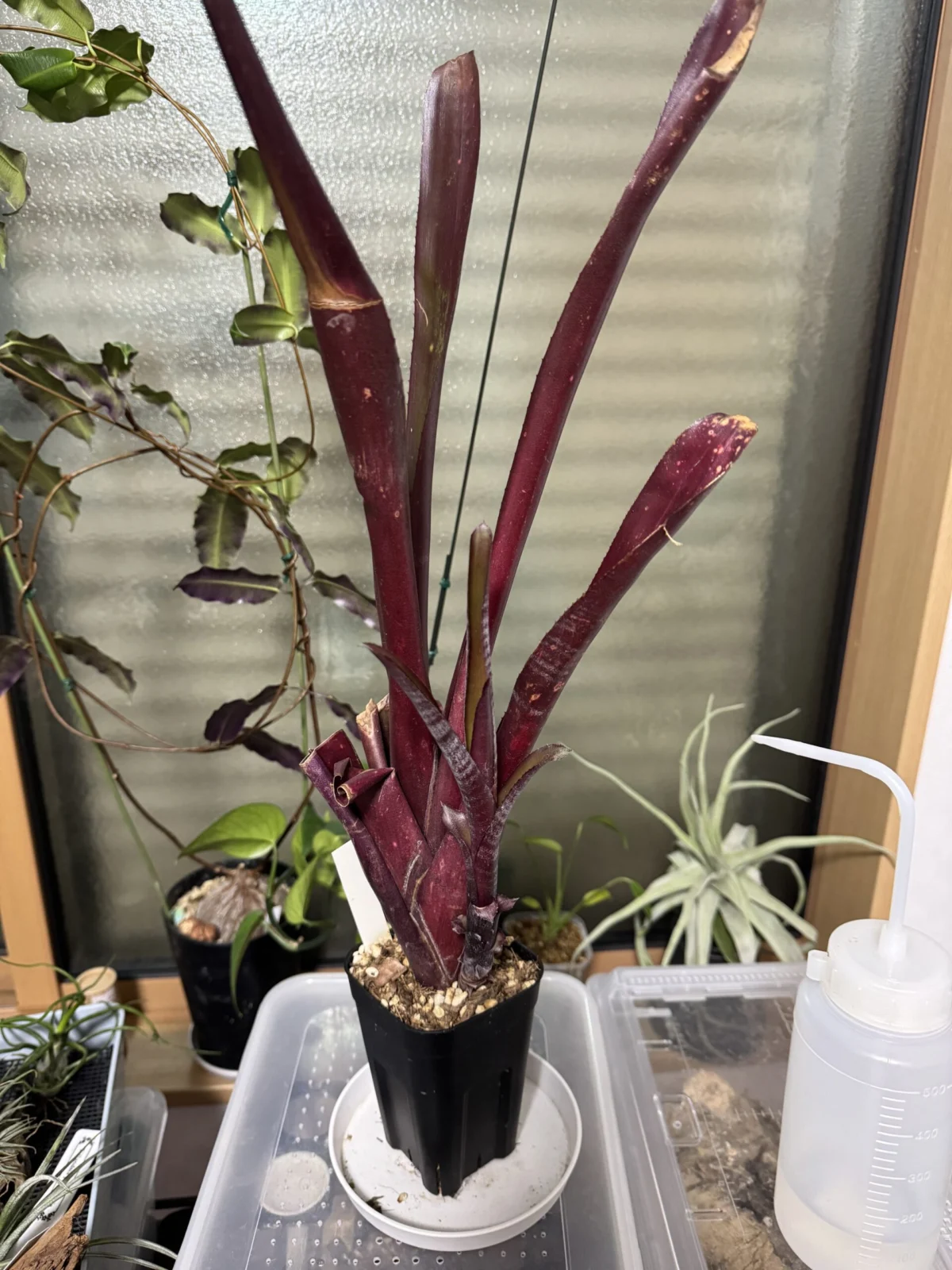 ビルベルギア フラメンコ 親株ぼろぼろ