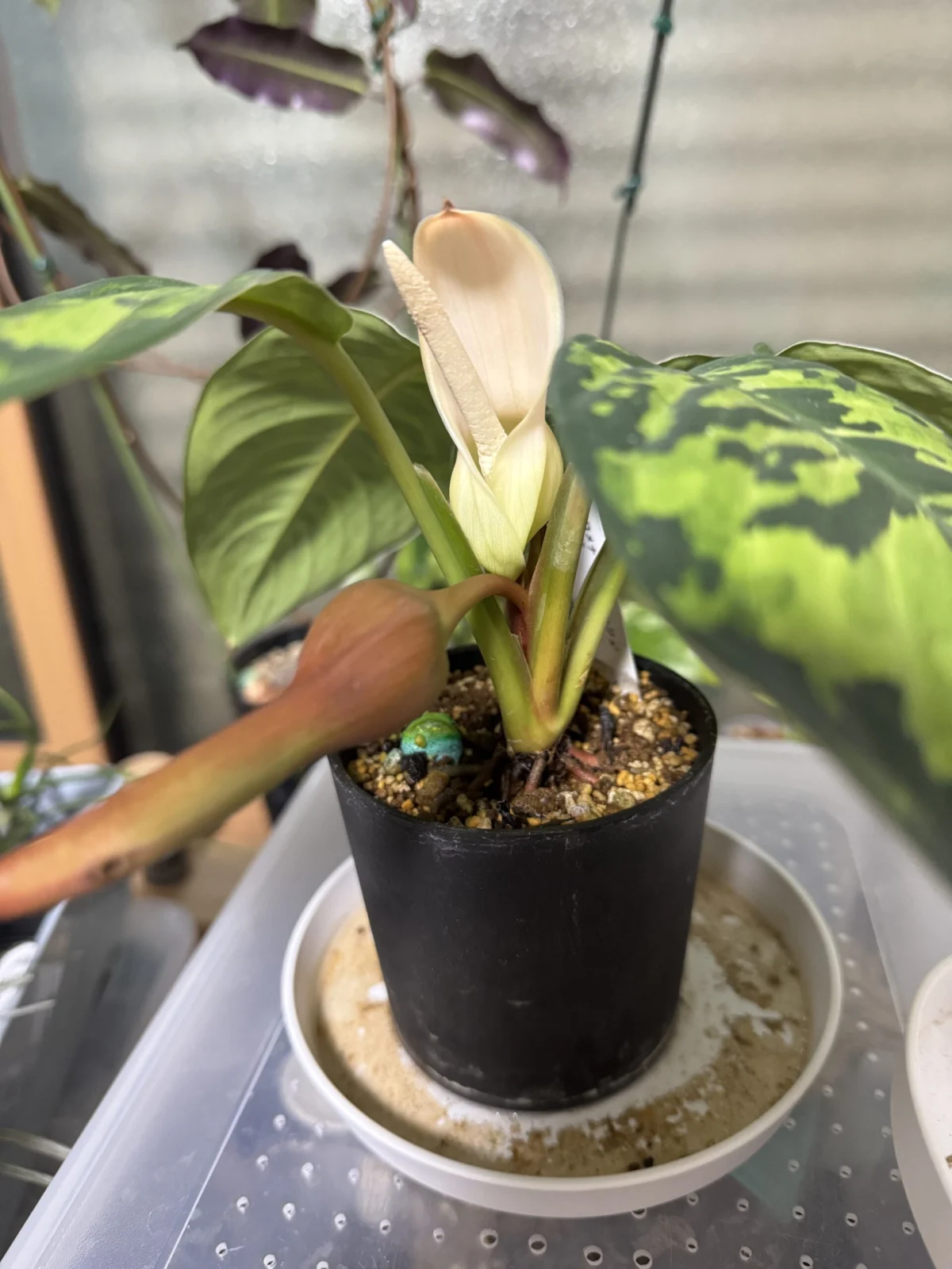 ホマロメナ カモフラージュ 花