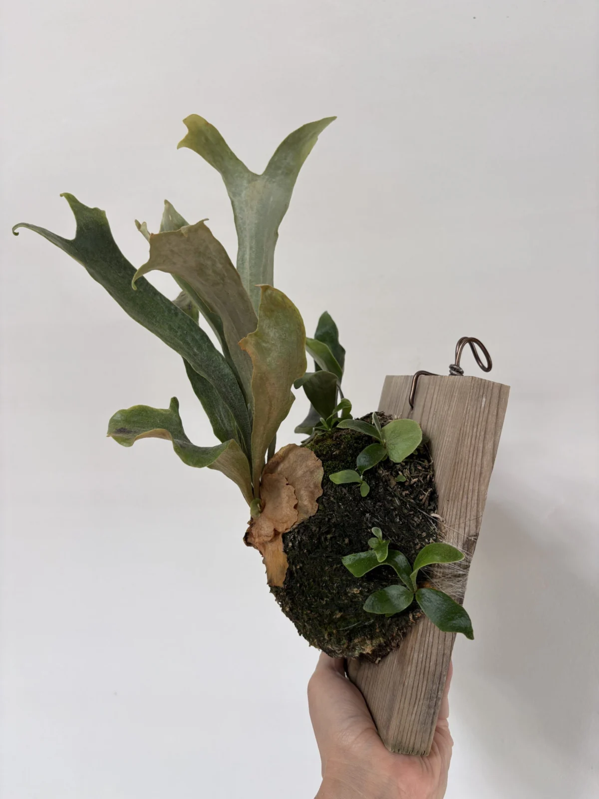 ビカクシダ　メラメラ