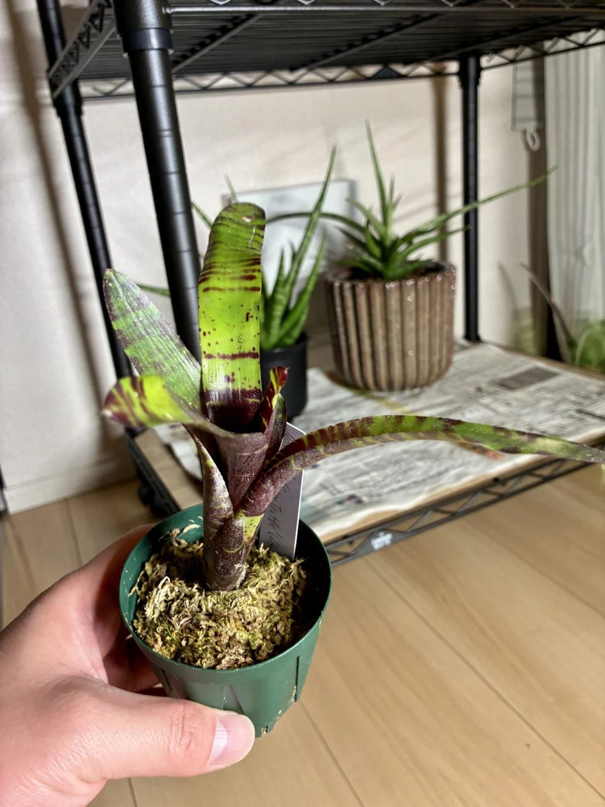 ネオレゲリア　サボイトリュフ