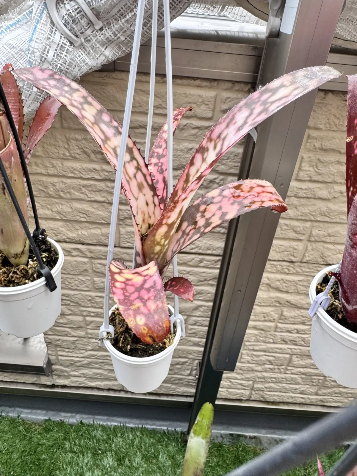 ビルベルギア　マジックフルート