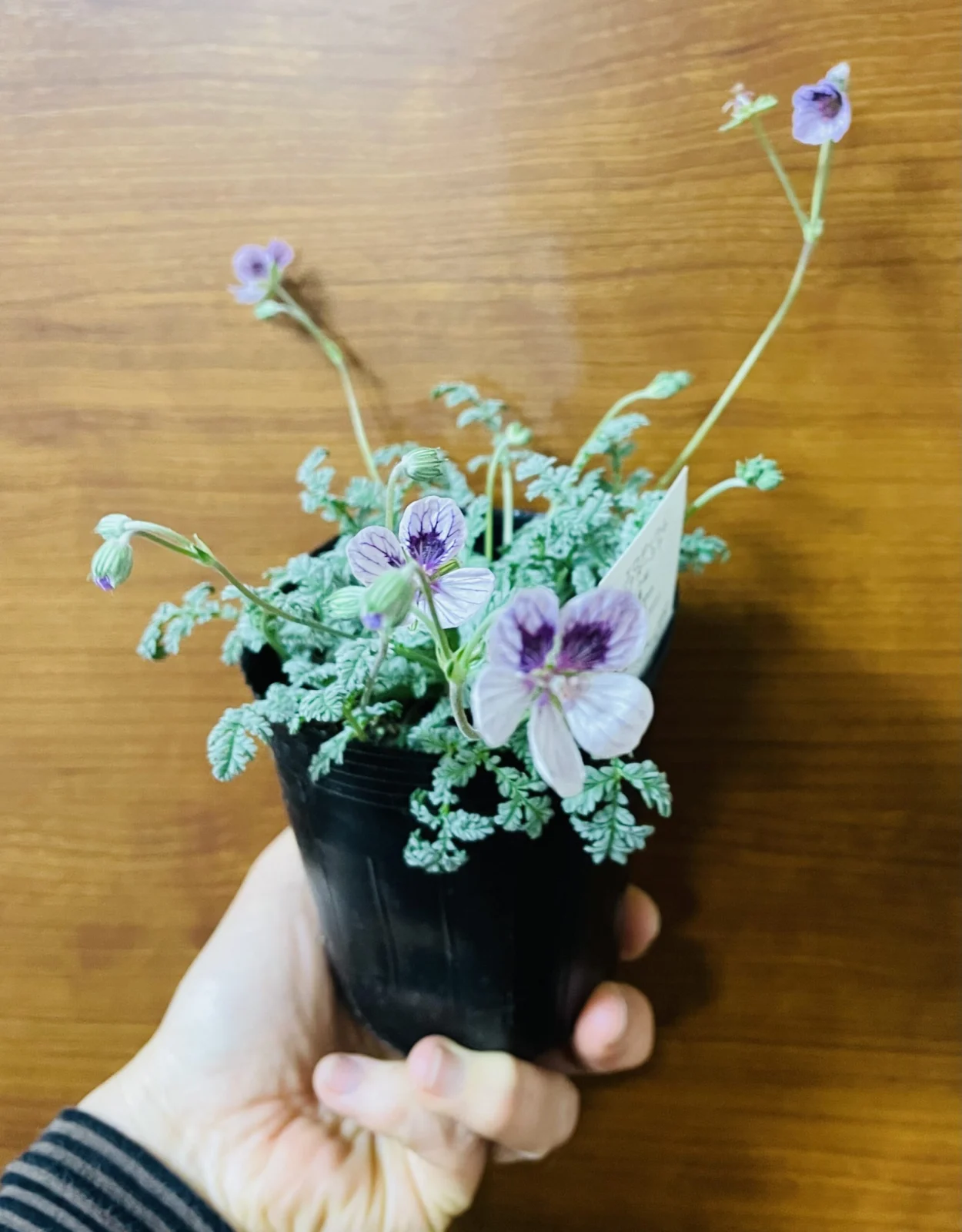 エロディウム　ナターシャ