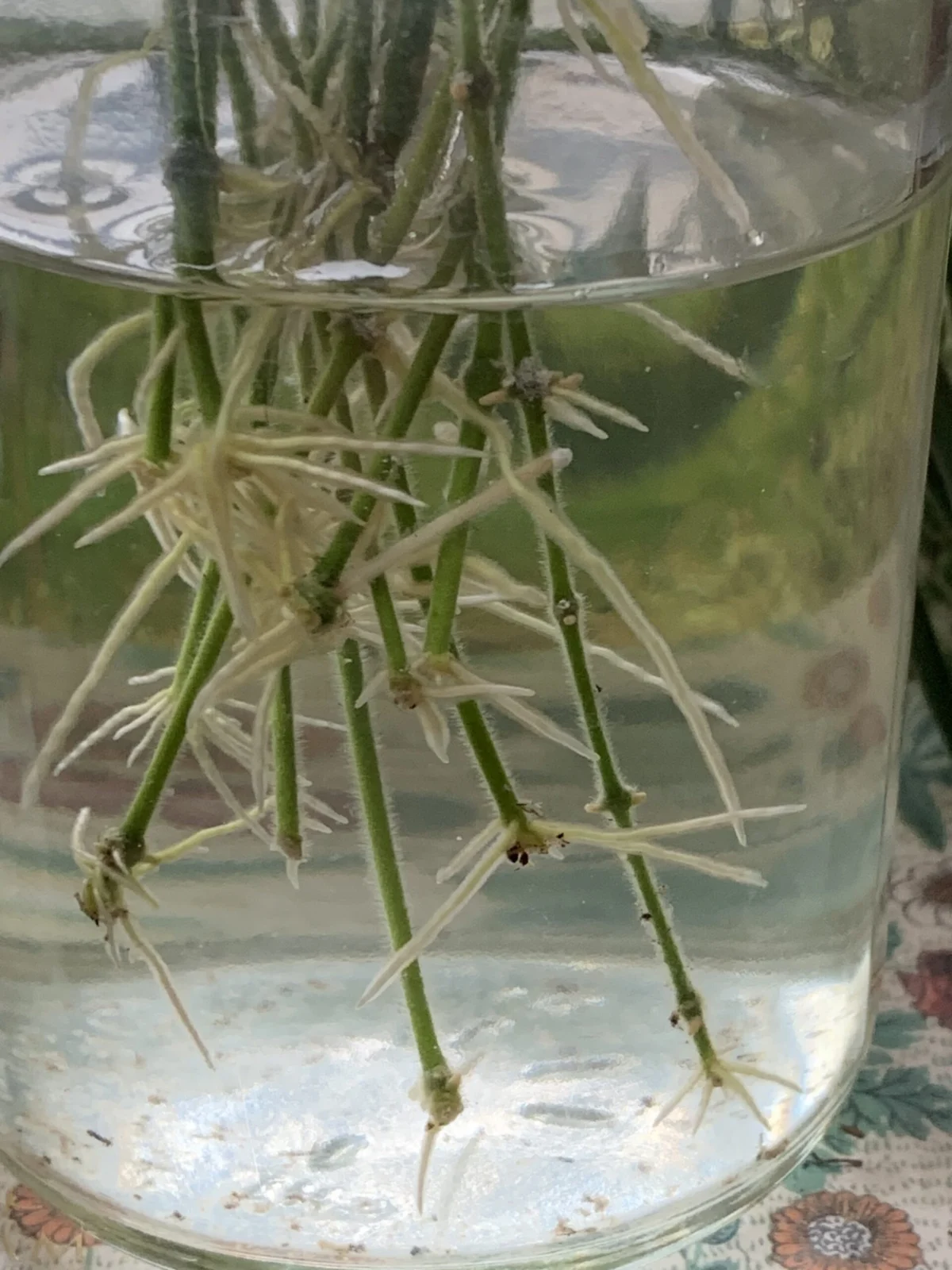 ホヤ　リネアリス　水挿し発根