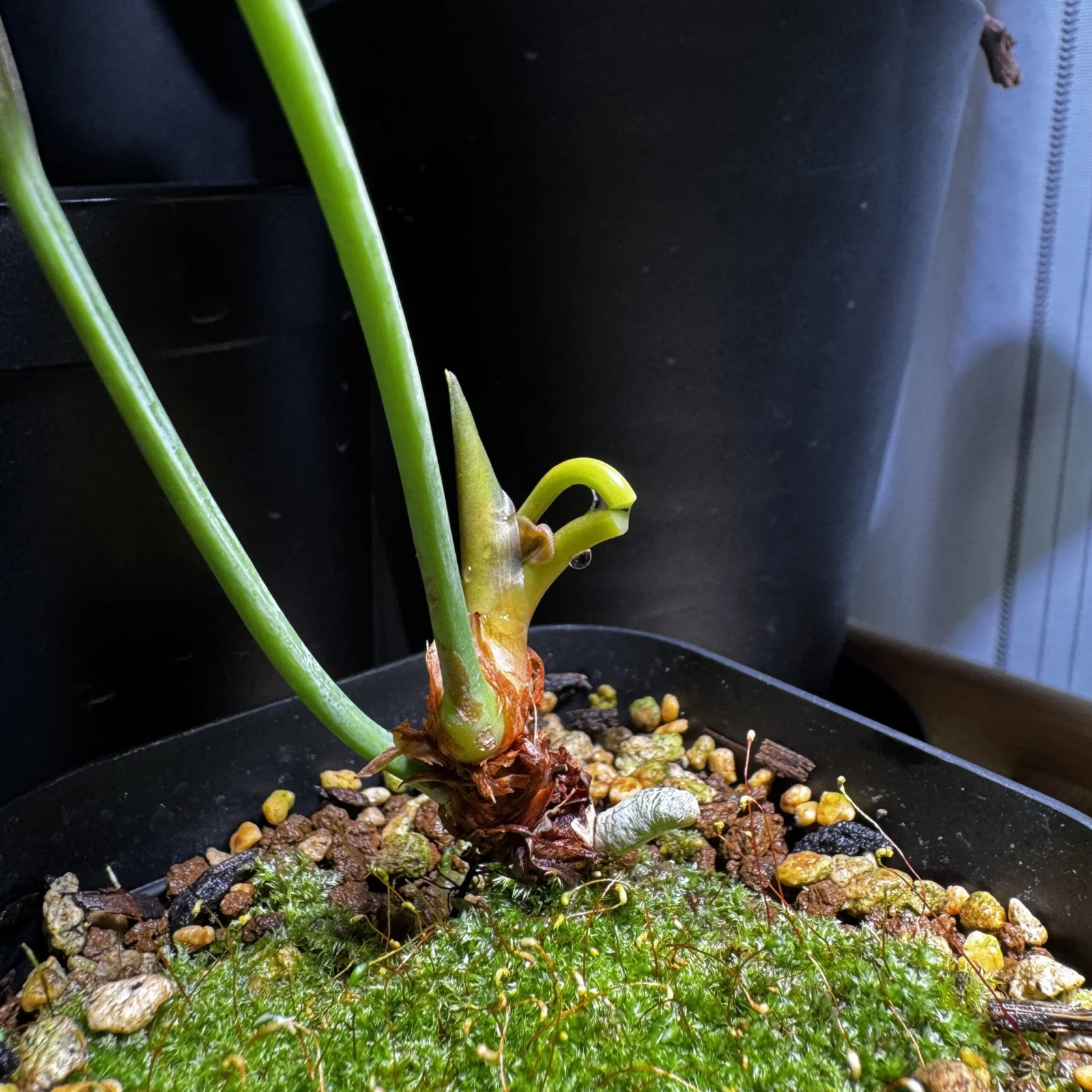 アンスリウム ブローニー