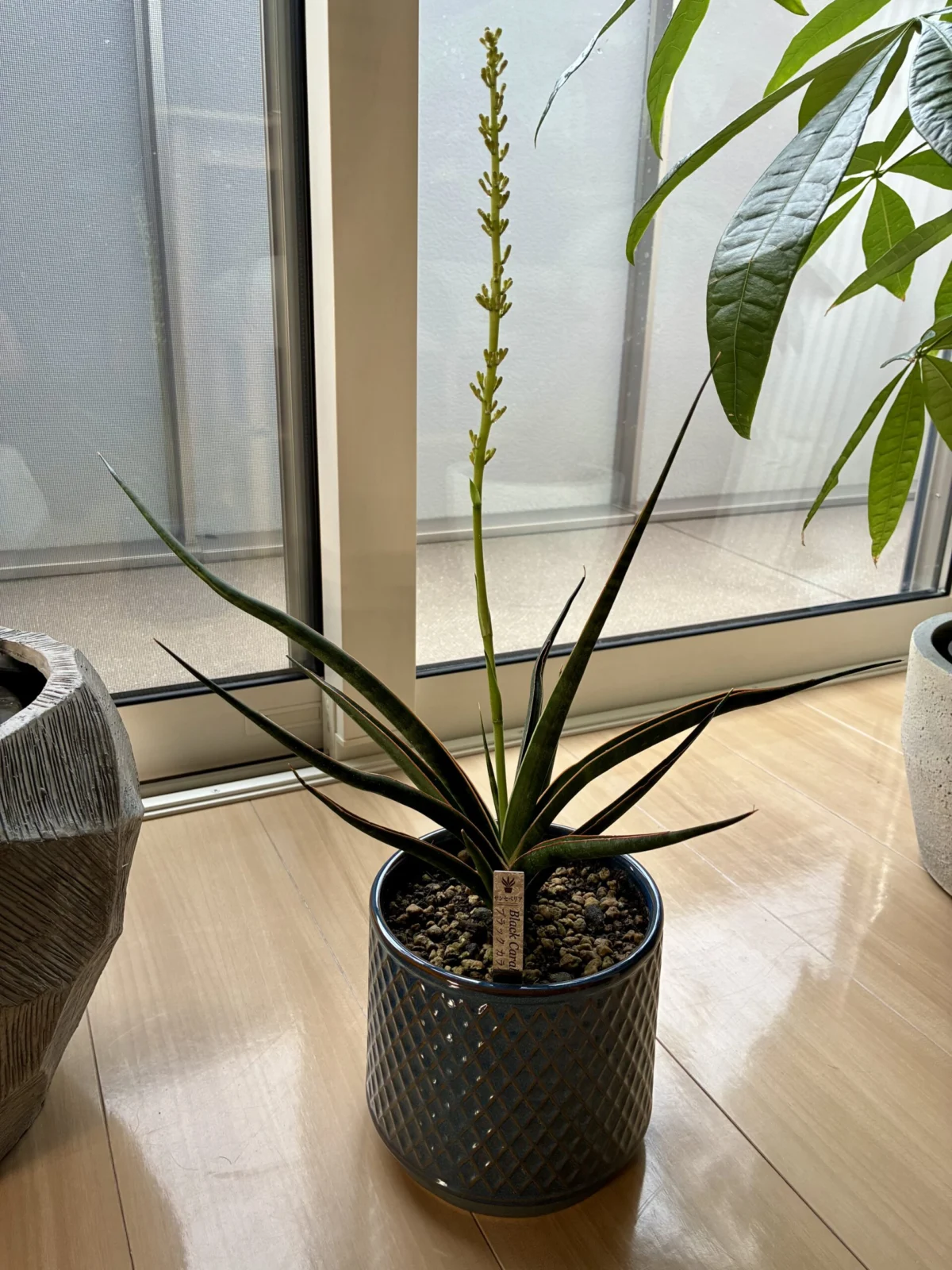 サンセベリア ブラック・カラバオ