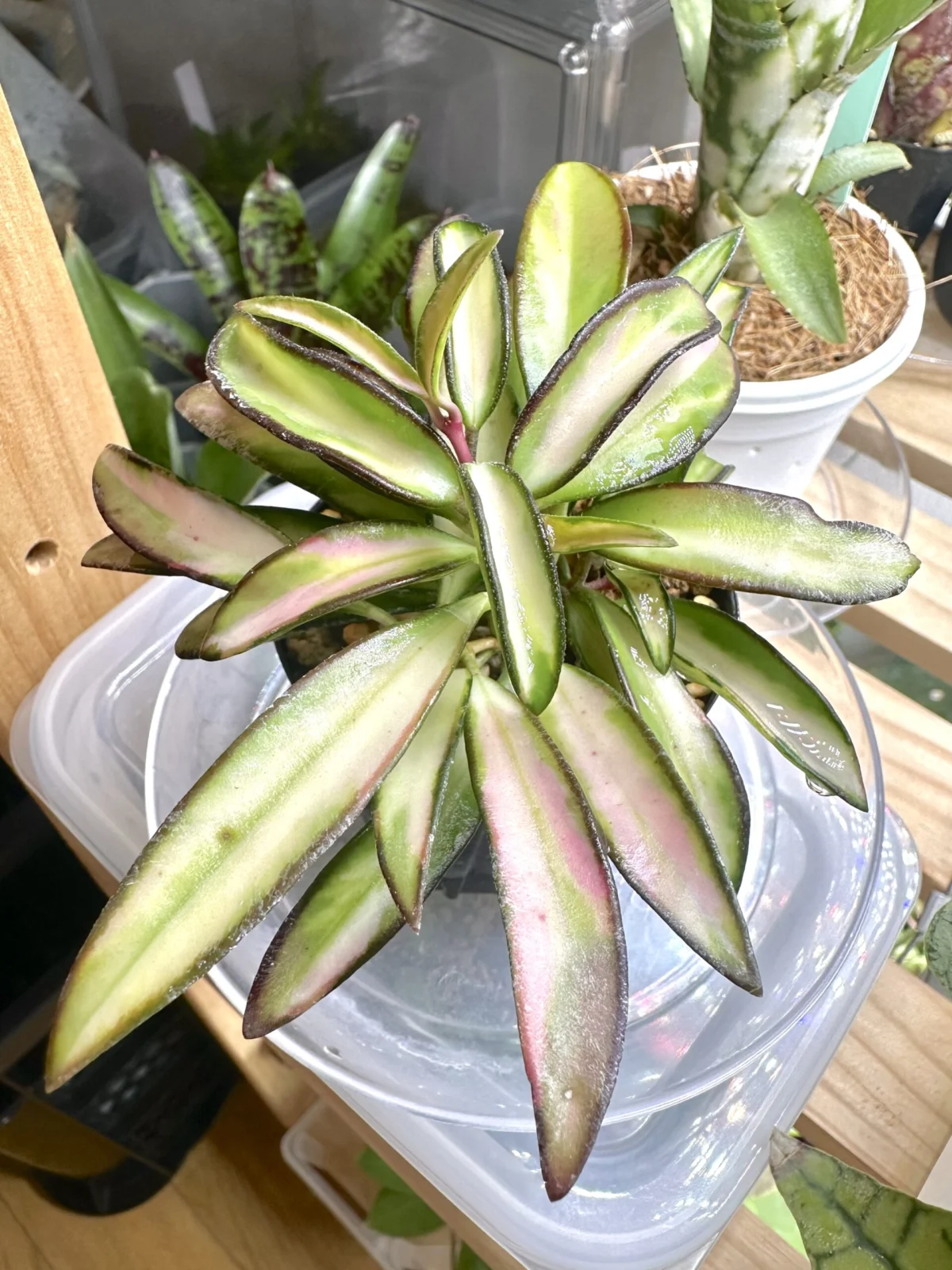 ホヤ ケンティアナ 斑入り