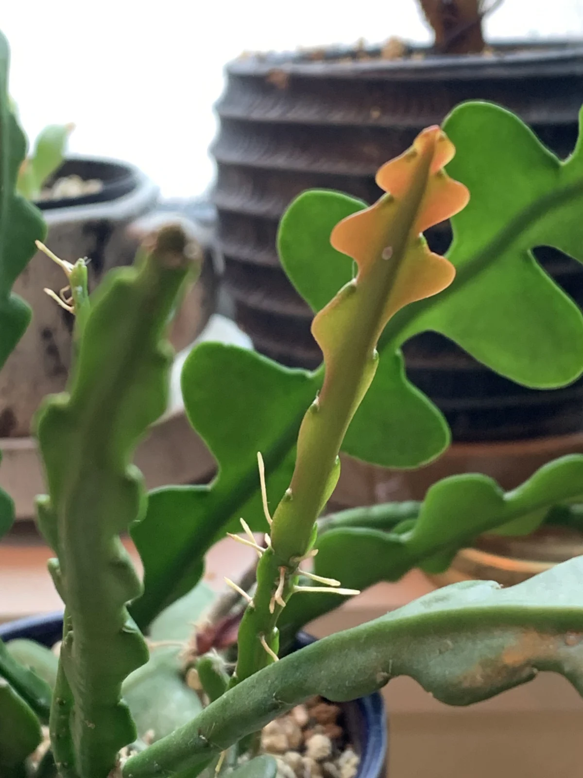 フィッシュボーンカクタス　新芽　気根　カイガラムシ