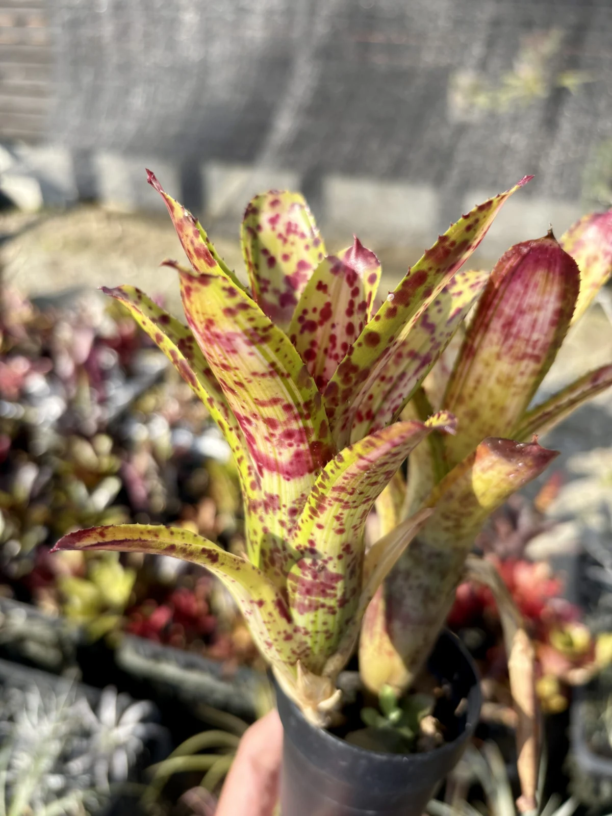 ネオレゲリア　クリッシー