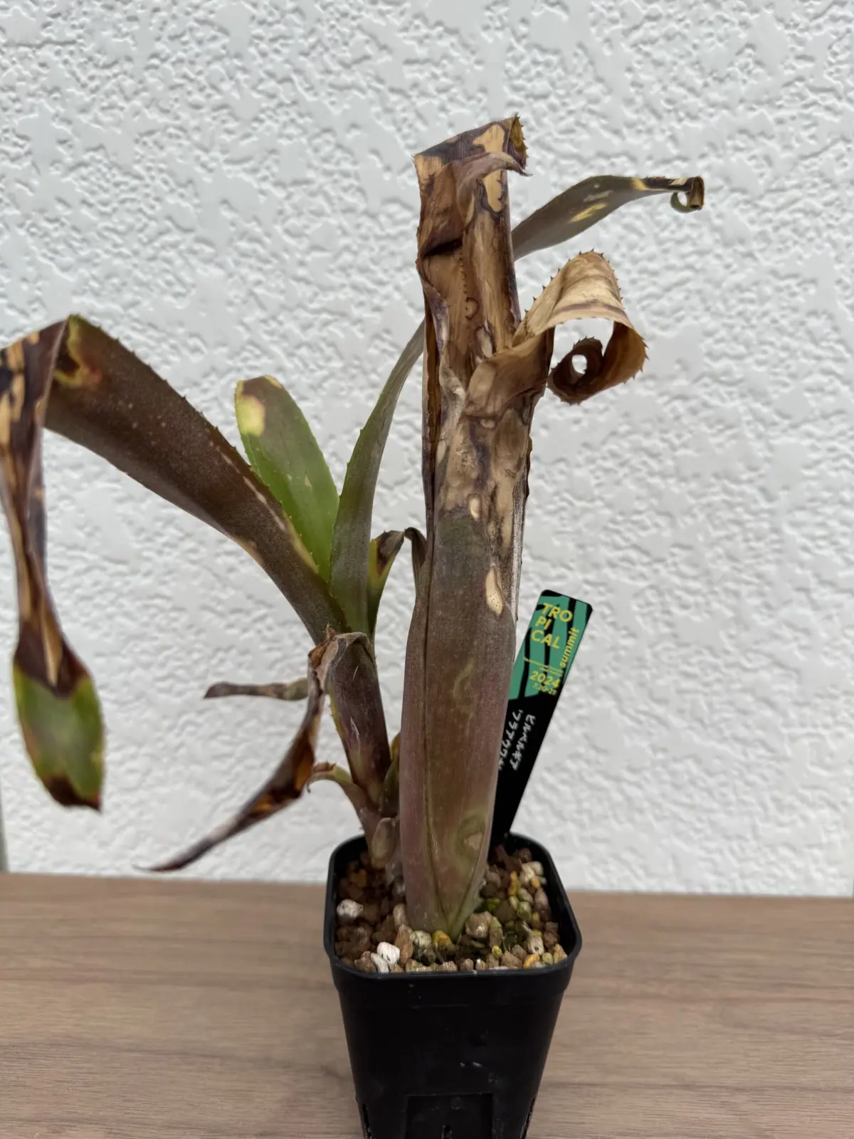 ビルベルギア フラアウワナ