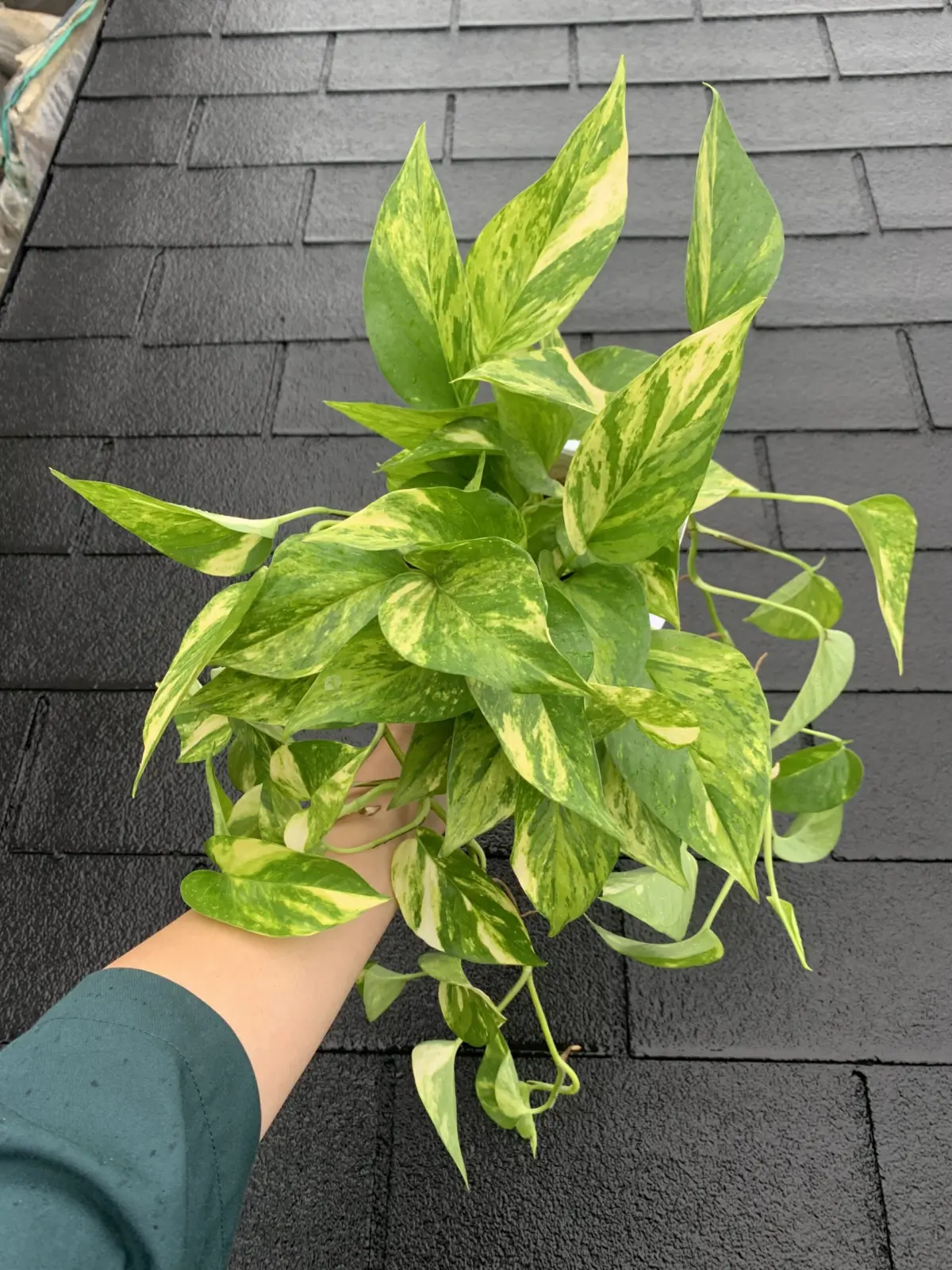 ポトス　テルノカモフラージュ