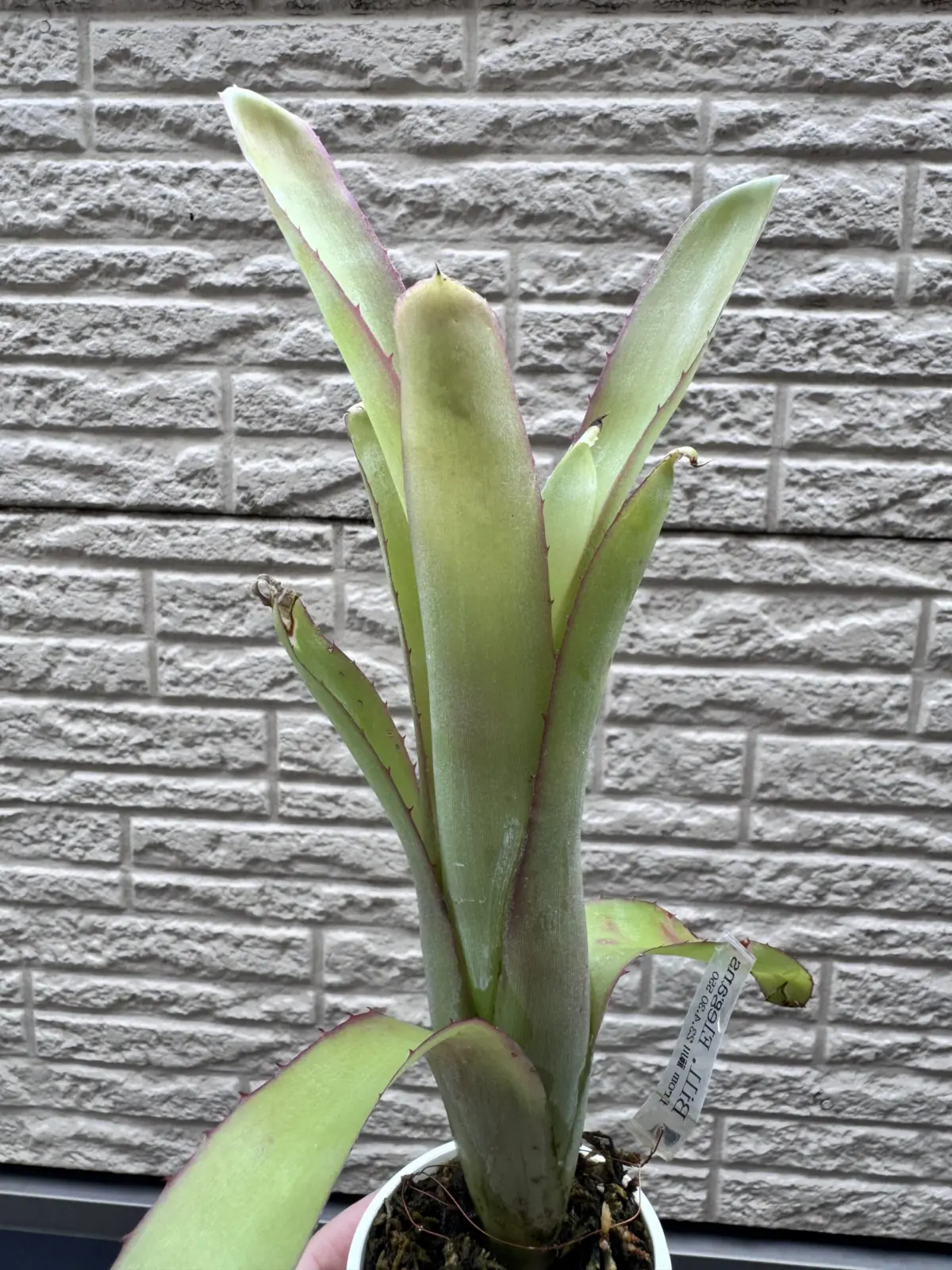 ビルベルギア　エレガンス　色が出てない