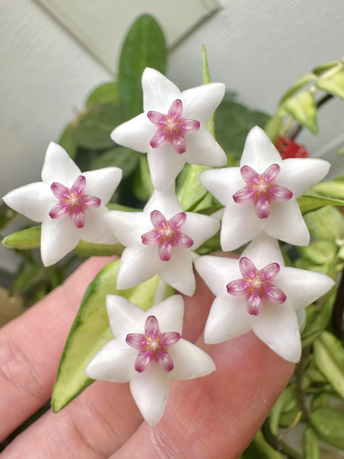 ホヤ ベラ 花