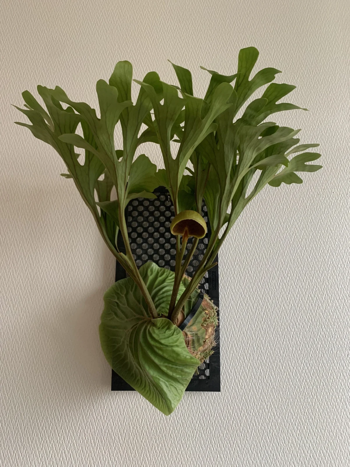 ビカクシダ – Plants Navi