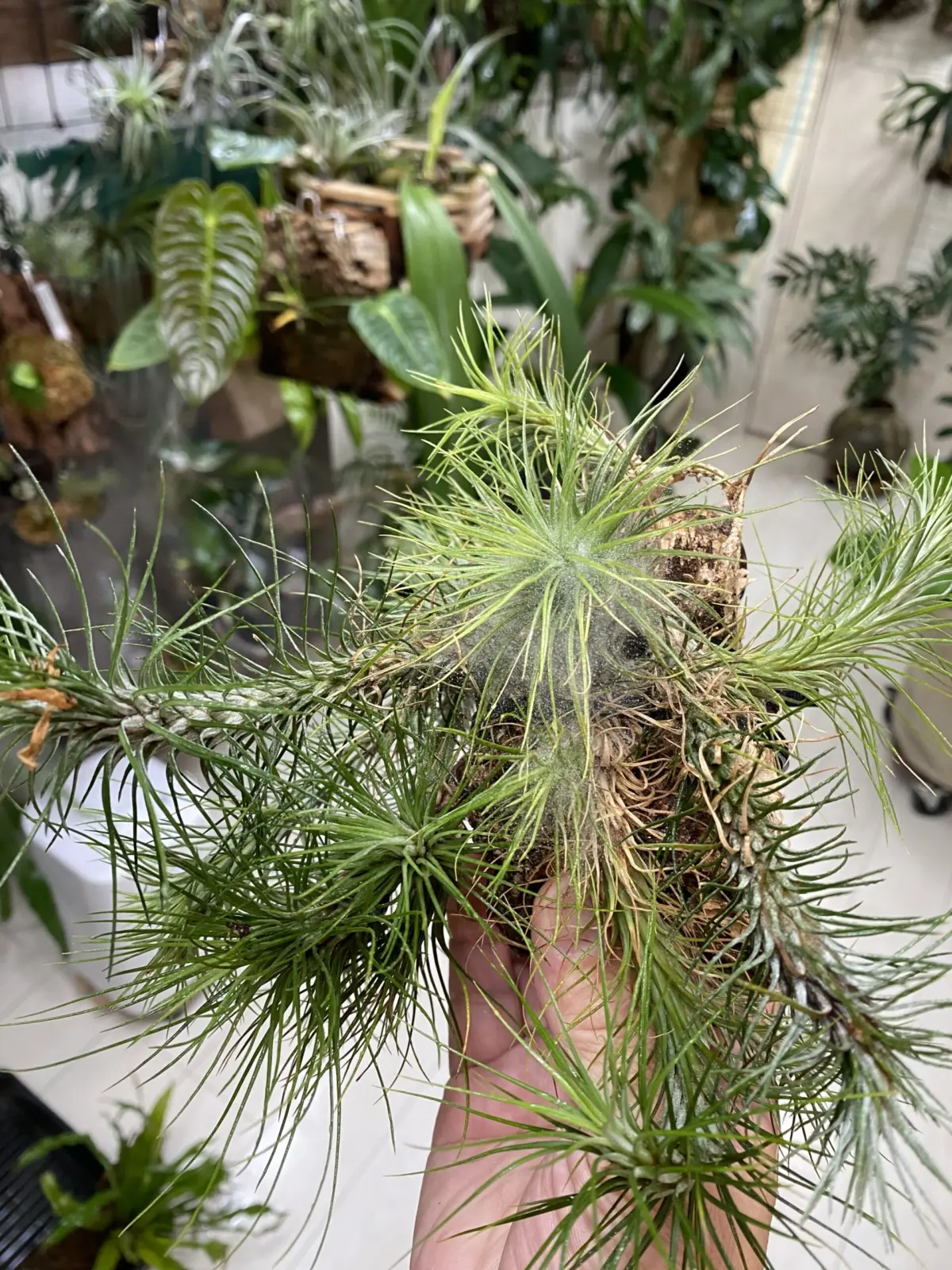 ティランジア　フンキアナ　他