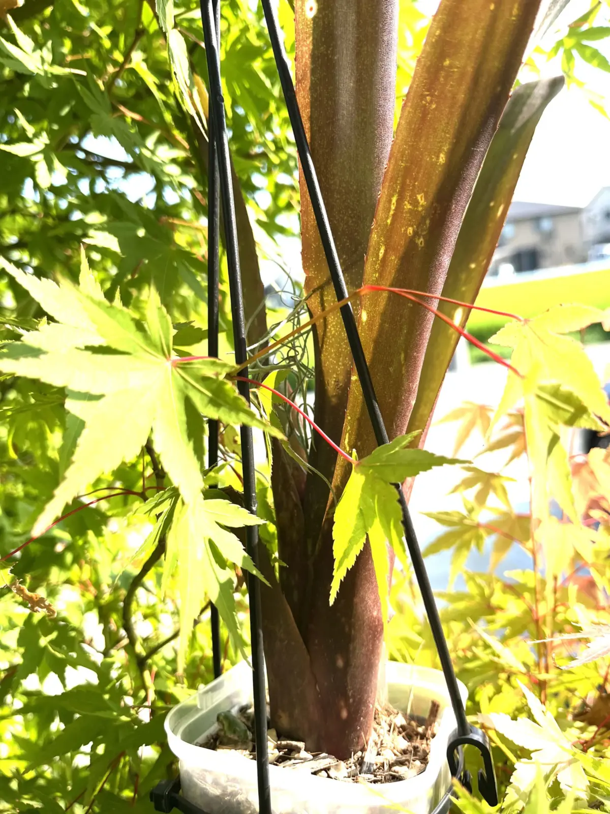 ハレルヤとカエル🐸