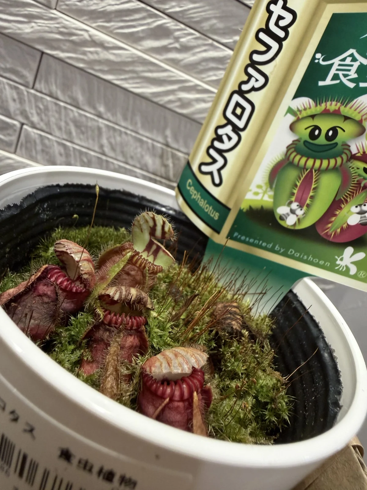 セファロタス　食虫植物