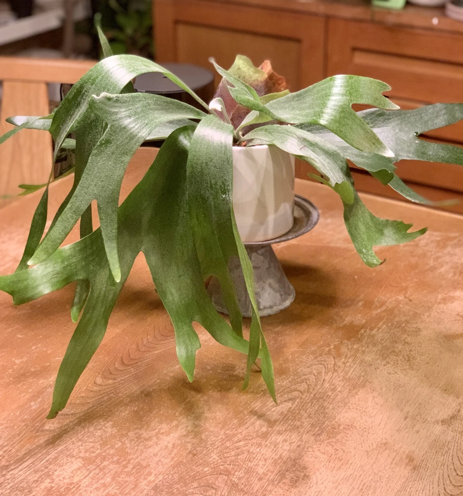 ビカクシダ　ネザーランド　鉢植え　