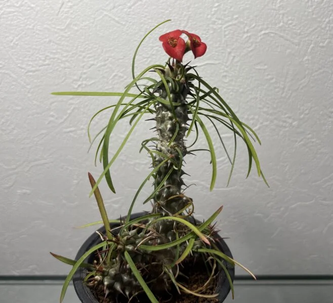 ユーフォルビア・ゴットレベイ　’Euphorbia gottlebei’