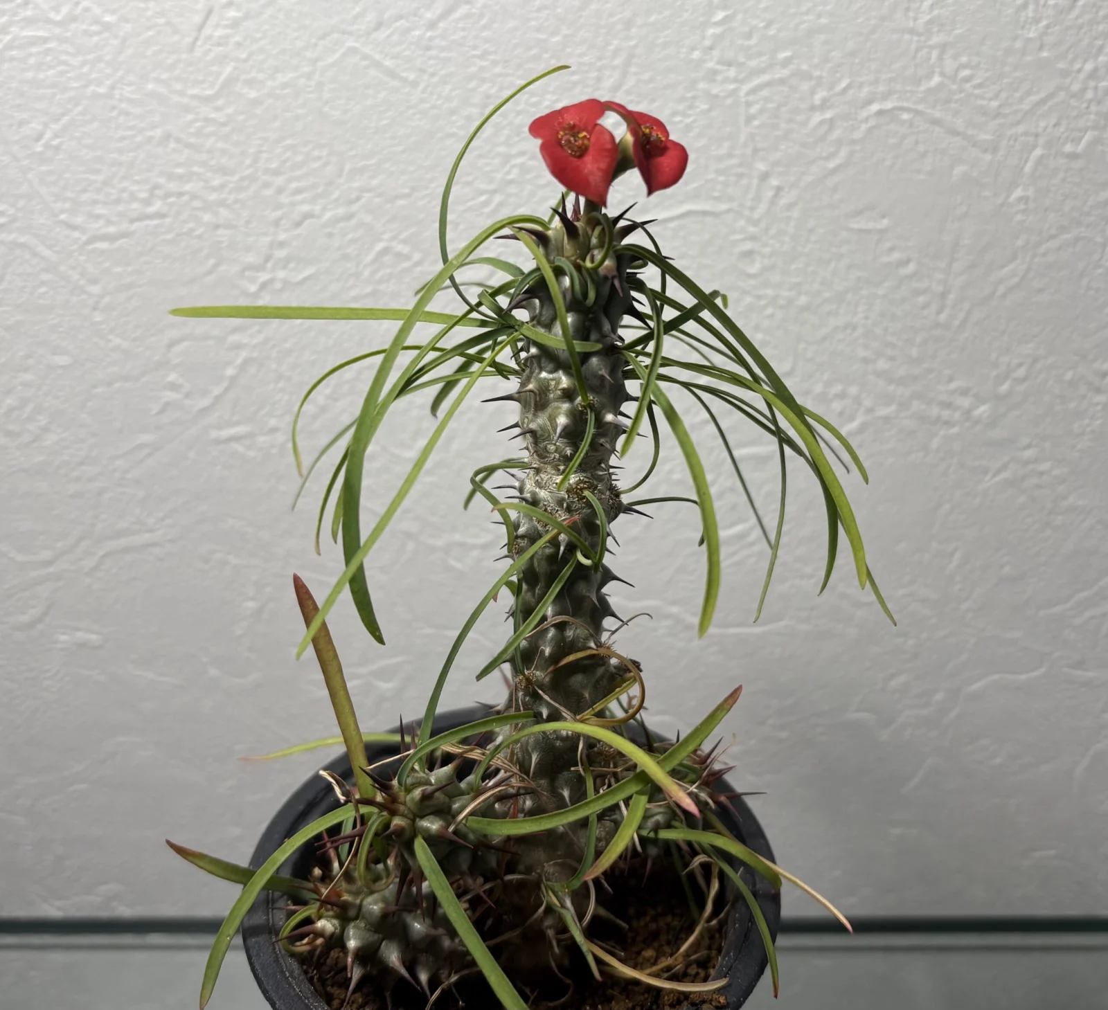 ユーフォルビア・ゴットレベイ　’Euphorbia gottlebei’