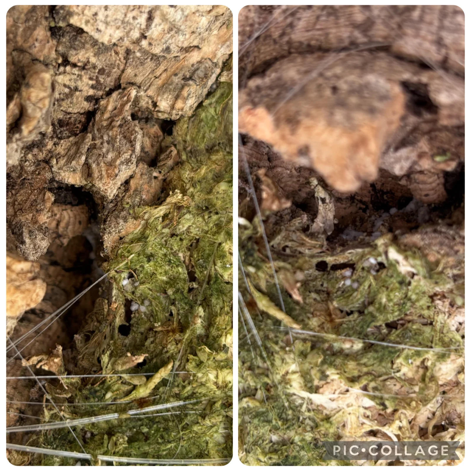 ビカクシダ　ベイチー　害虫？