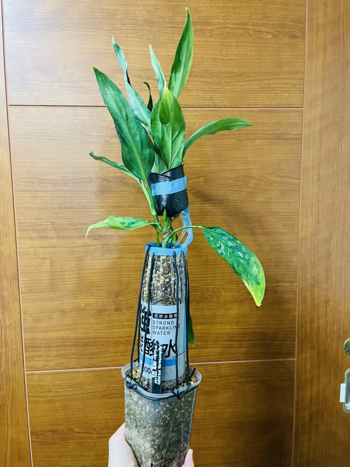 アグラオネマ　ピクタム　トリカラー　細葉　取木