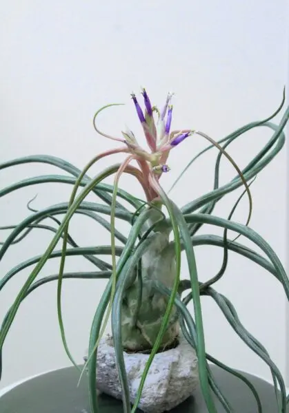ティランジア セレリアーナ×ブルボーサ 花