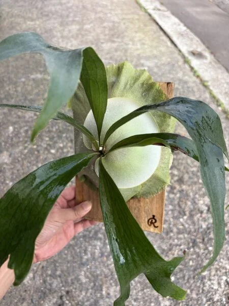 ビカクシダ　マセラティ